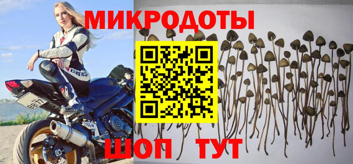 Псилоцибиновые грибы Psilocybine cubensis Партизанск